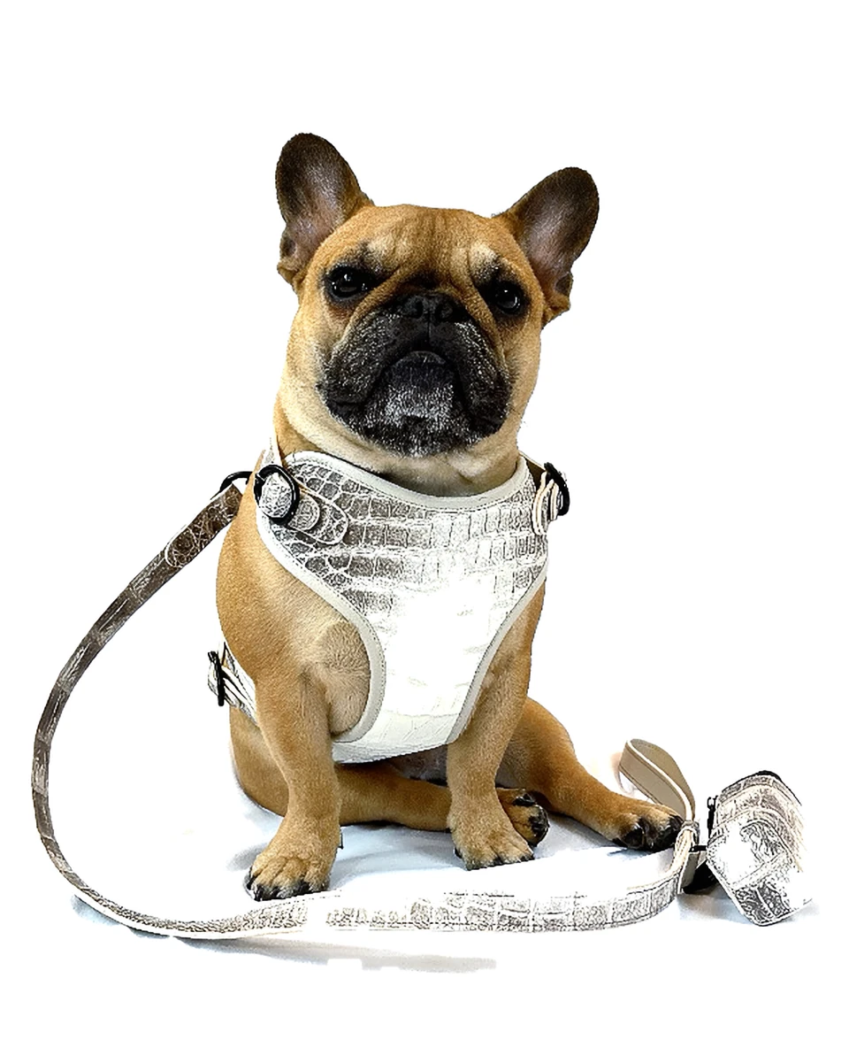 Doris in the Himalayan crocodile harness with its matching leash and poop bag holder