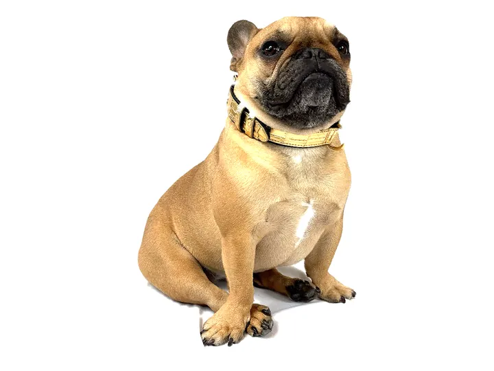 Doris wearing the Gold Crocodile Collar