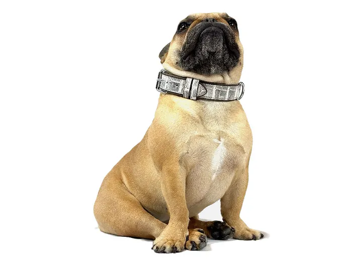 Doris wearing the Himalayan Crocodile Tracker Collar