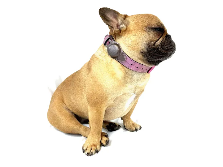 Doris wearing the Iridescent Pink Crocodile Tracker Collar