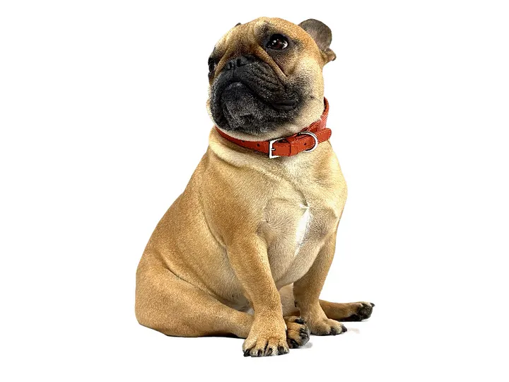 Doris wearing the Orange Crocodile Collar