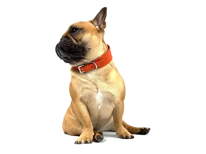 Doris wearing the Orange Crocodile Collar