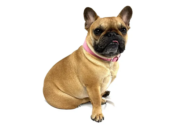Doris wearing the Pink Crocodile Collar