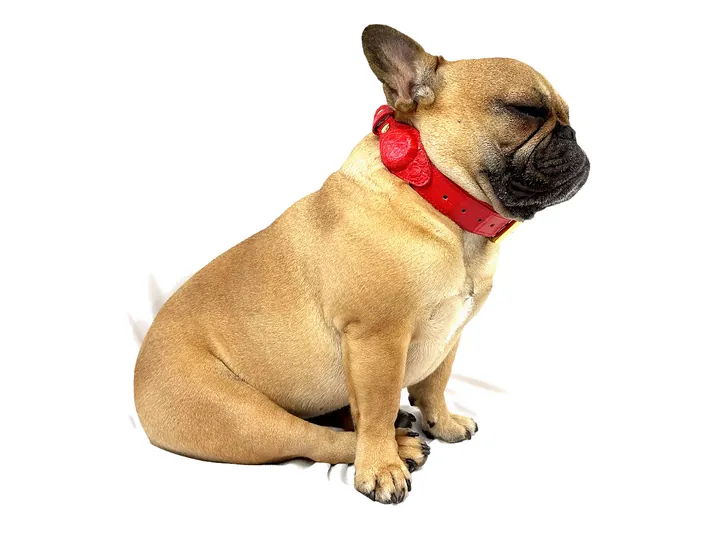 Doris wearing the Red Crocodile Tracker Collar
