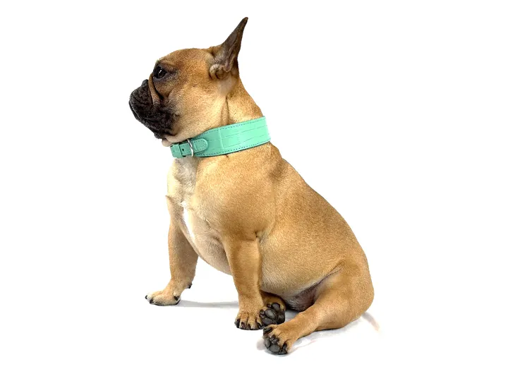 Doris wearing the Teal Blue Crocodile Collar