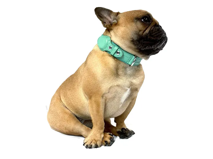 Doris wearing the Teal Blue Crocodile Tracker Collar